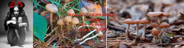 молекула духа Покров